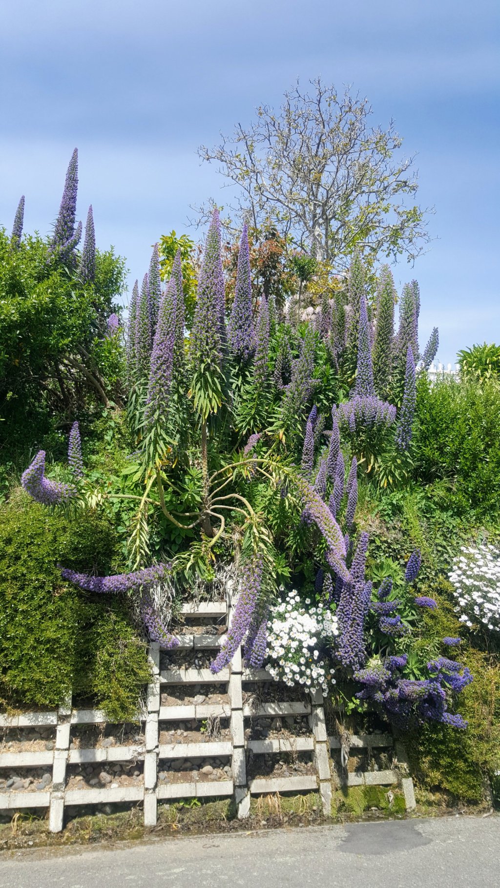 Amazing plants in&nbsp;Akaroa