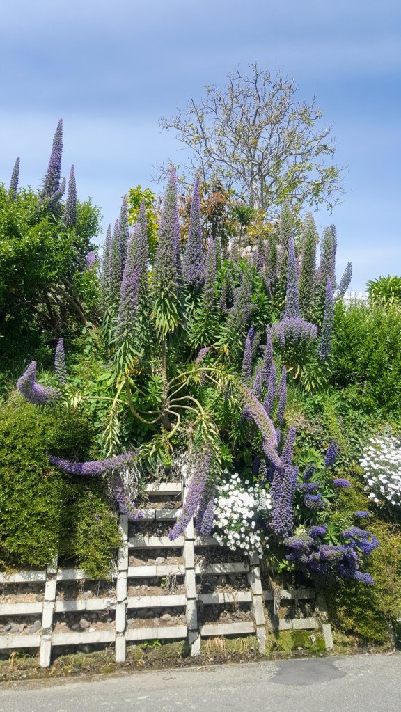 Amazing plants in&nbsp;Akaroa