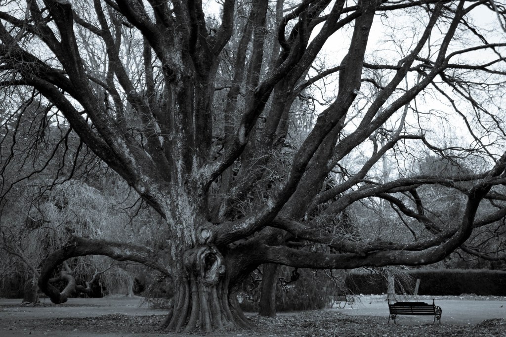 Stunning tree in the Botanic&nbsp;Gardens