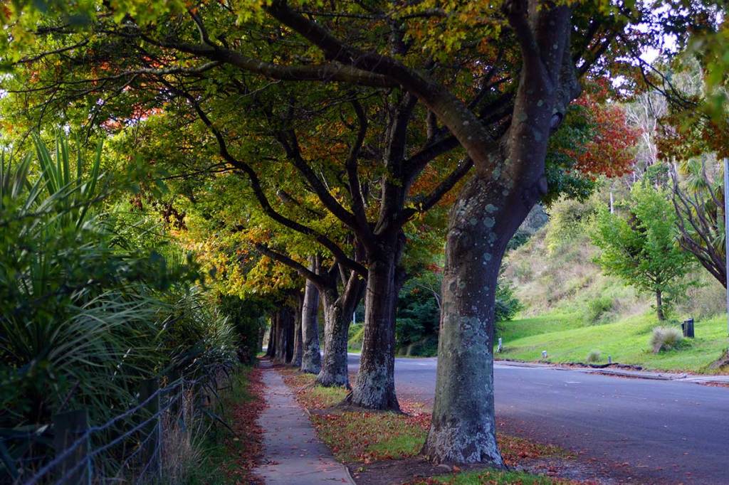 Trees on Bridle Path&nbsp;Road