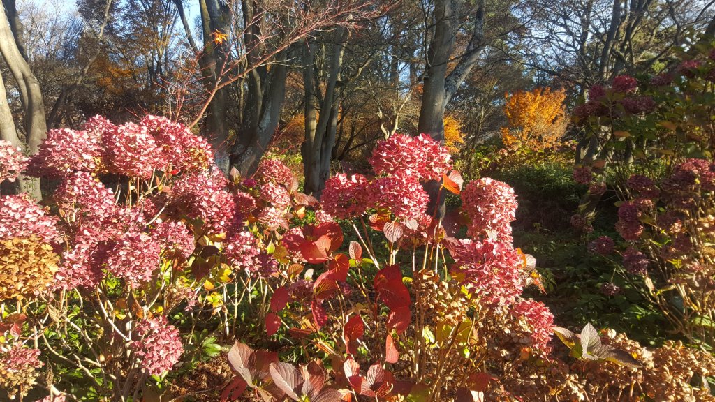 Hydrangeas by the Maple Border, Christchurch Botanic&nbsp;Gardens