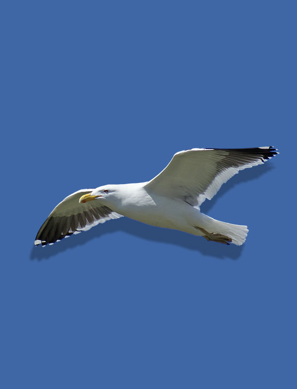 Bird Watching this&nbsp;Lunchtime