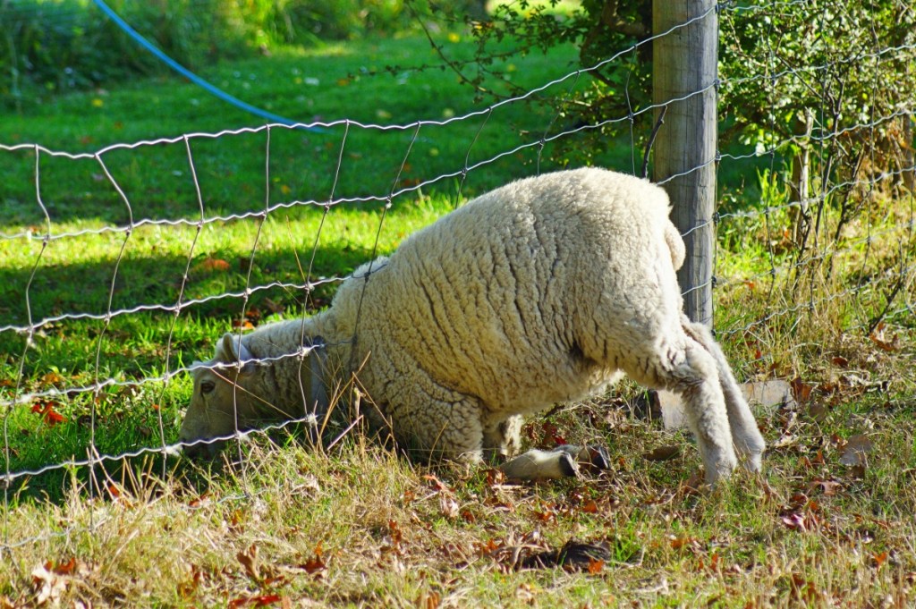 The Grass is always&nbsp;Greener