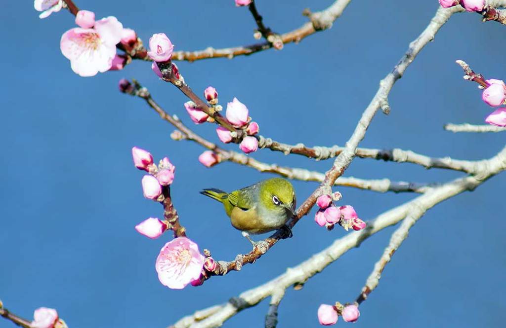 Waxeye in early blossom&nbsp;tree