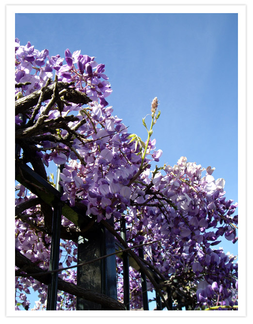 Wisteria, Kilmore Street