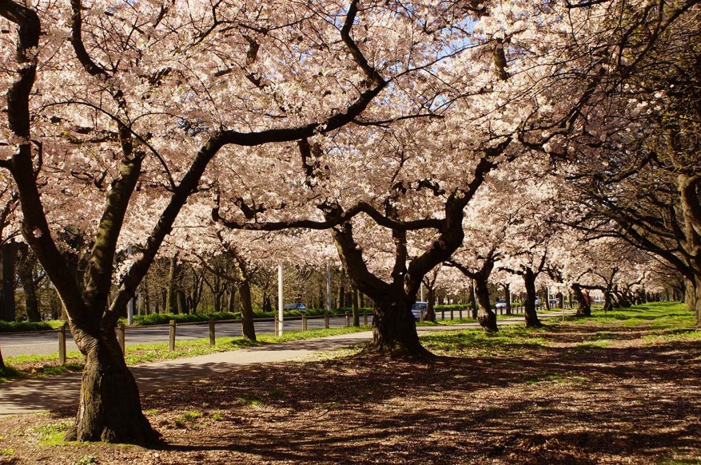 More blossom and some broken&nbsp;trees