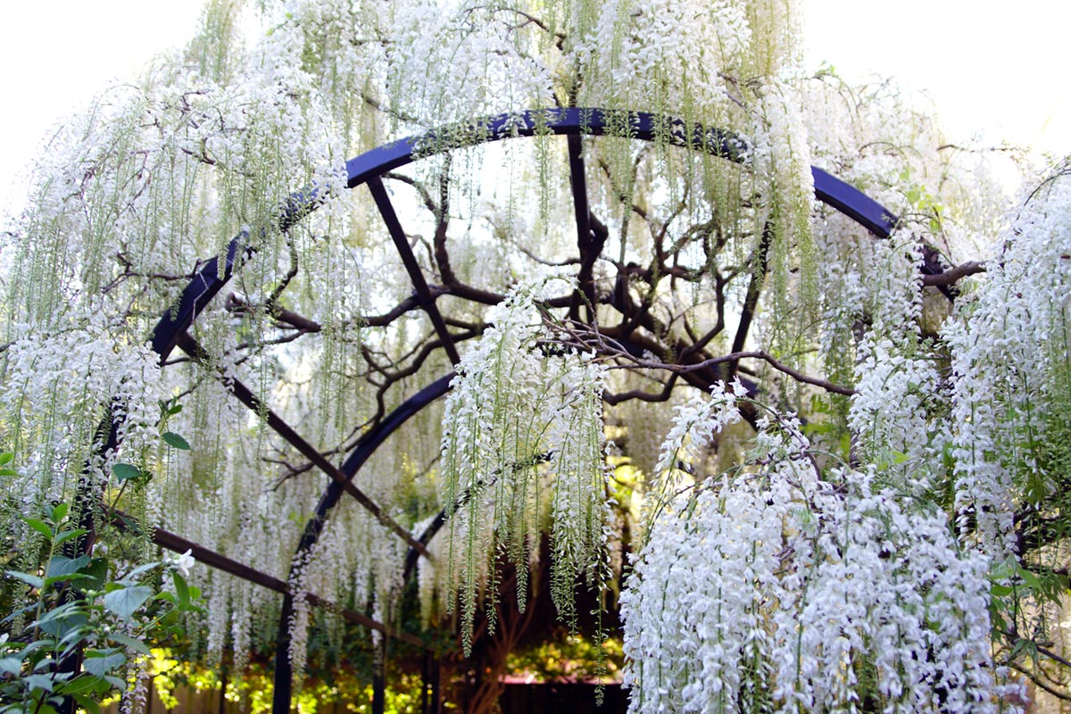 A beautiful display of wisteria flowers hanging gracefully from a structure in the Botanic Gardens.