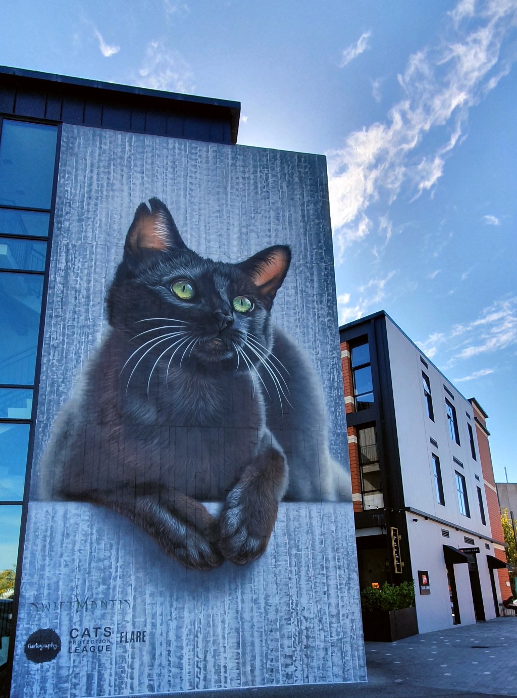 Black cat street&nbsp;art