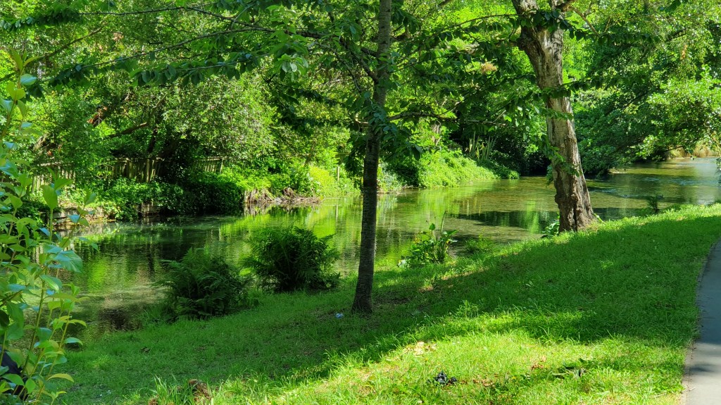 Hagley Park, looking serene and green on New Year’s&nbsp;Day