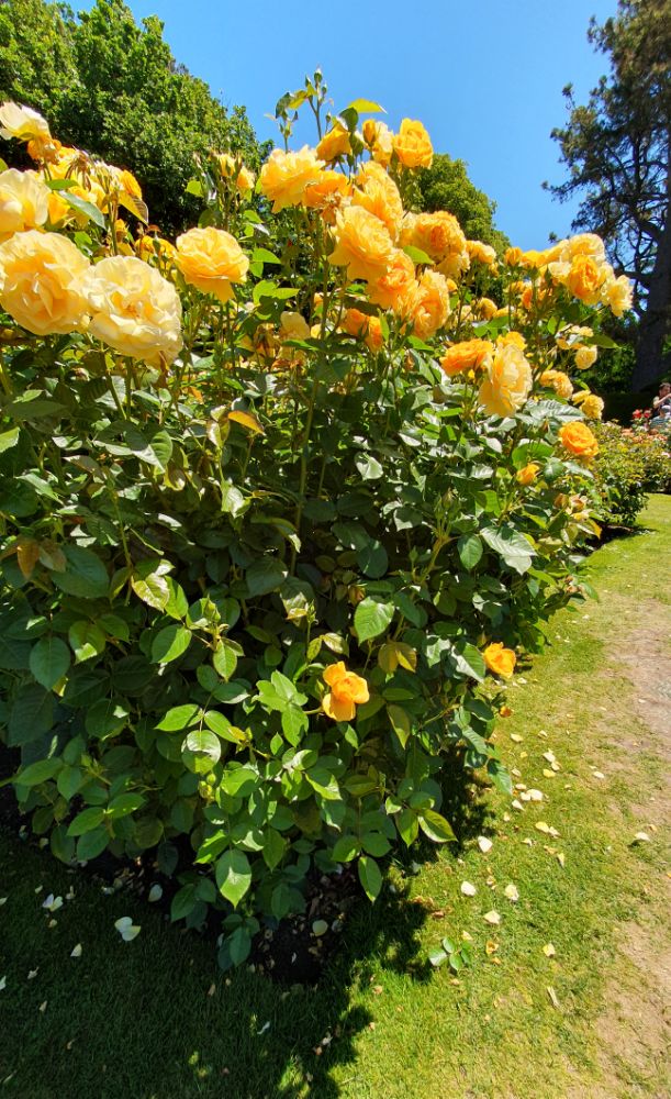 Yellow roses in the Botanic&nbsp;Gardens