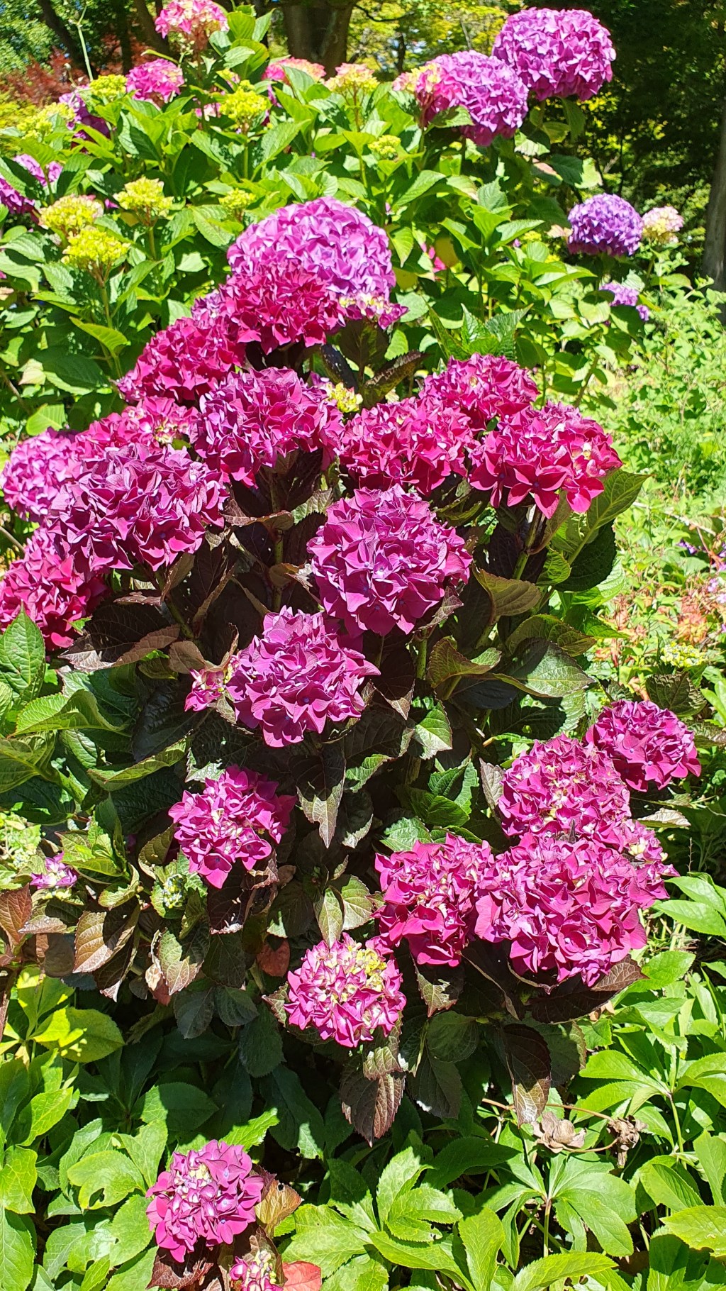 Hydrangeas at the Christchurch Botanic&nbsp;Gardens