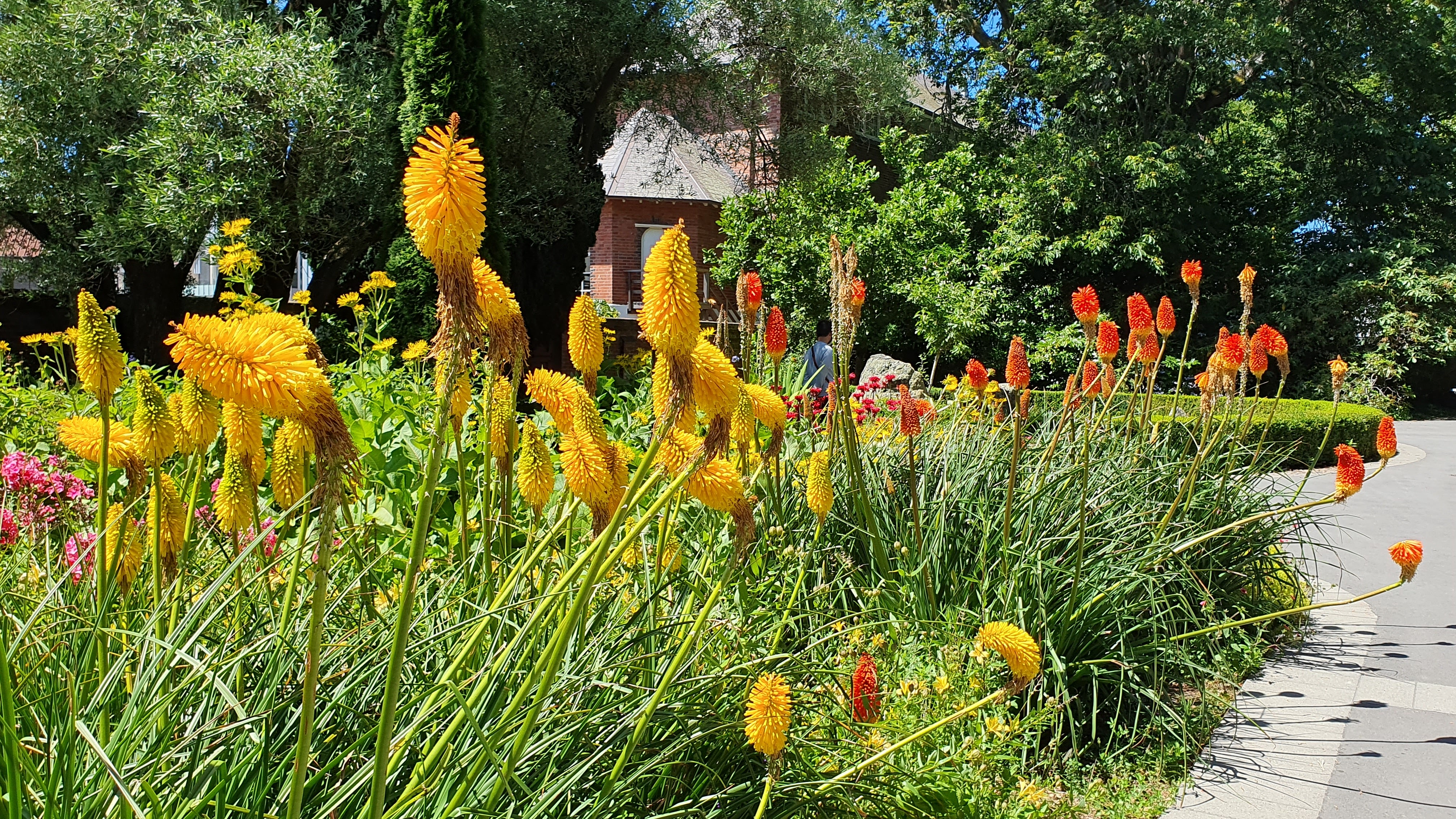kniphofia in the Botanic Gardens, Christchurch