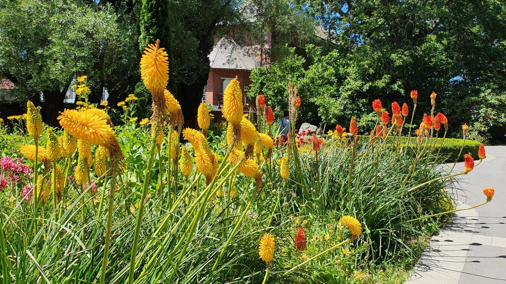 Herbaceous Border, Christchurch Botanic&nbsp;Gardens