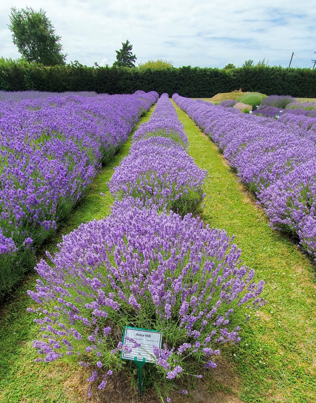 Lavender Fields, Waikuku
