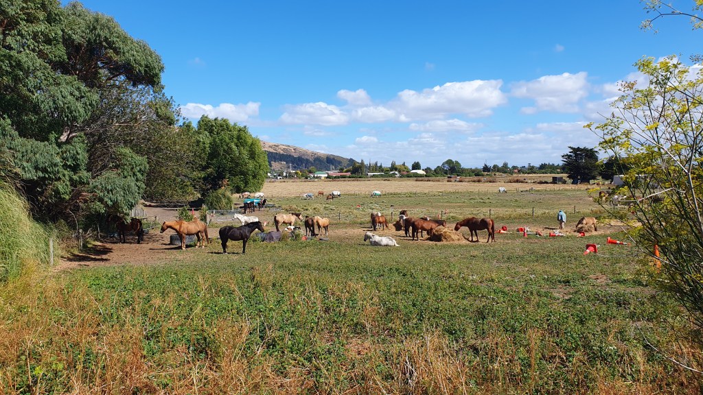Hay! It’s brunch time for the Heathcote&nbsp;ponies
