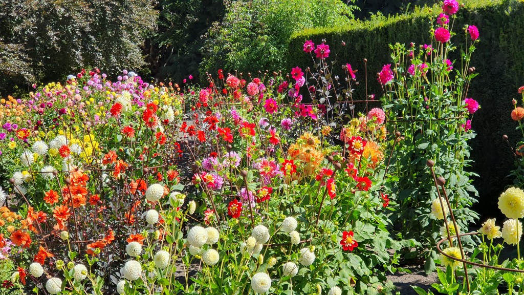 Dahlias in the Botanic&nbsp;Gardens