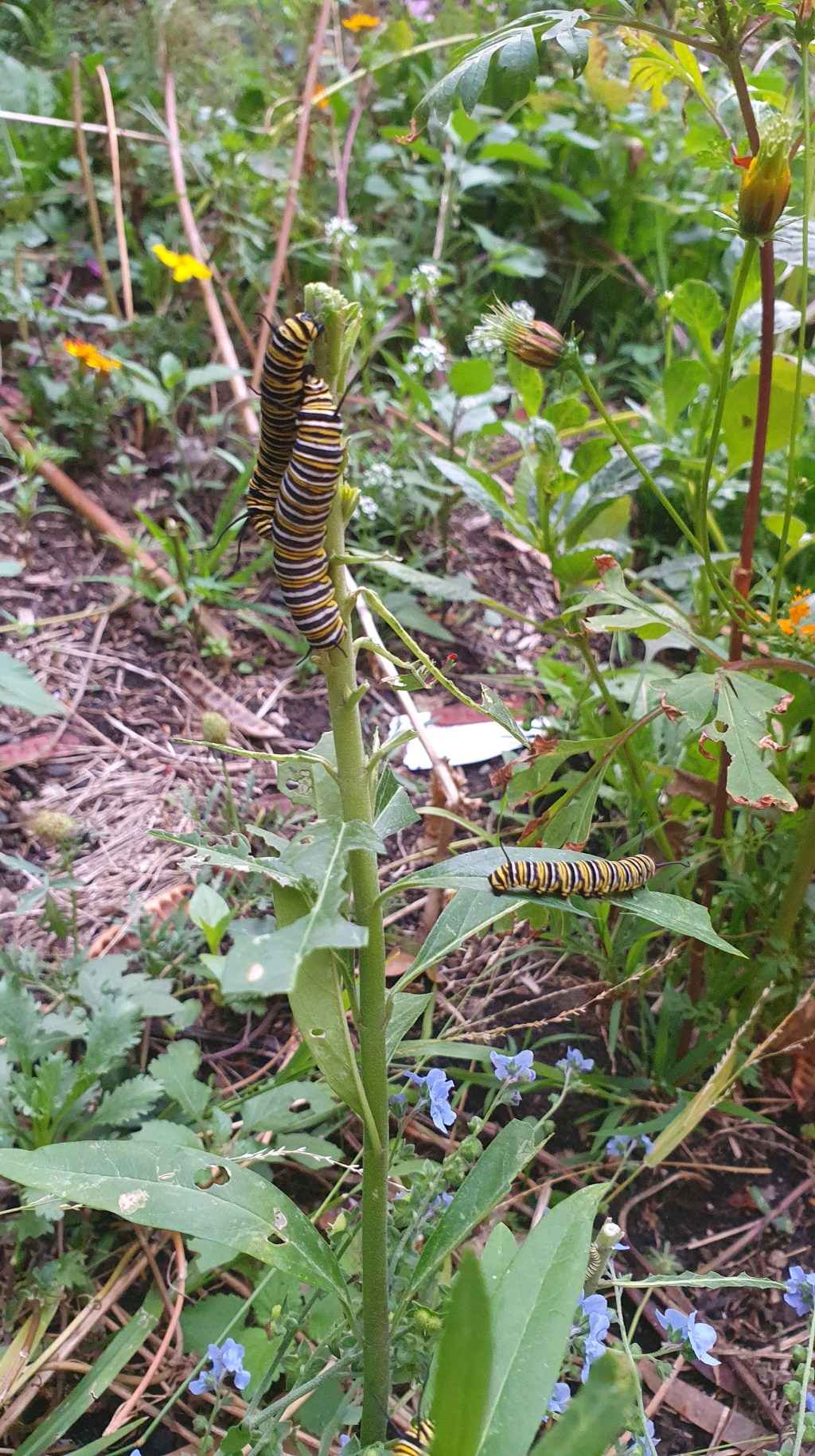 Hungry monarch caterpillars
