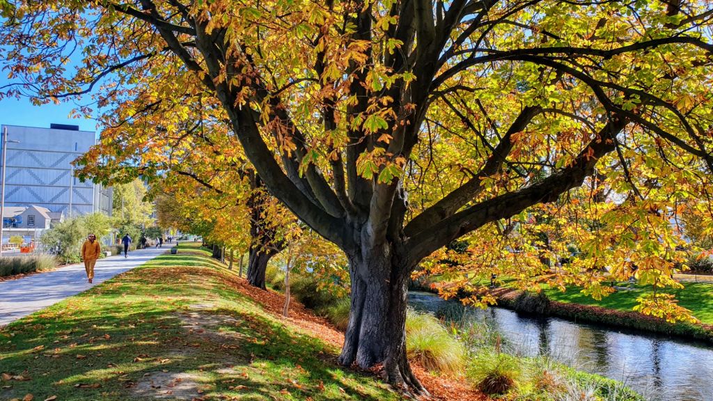 A picturesque view of a tree with autumn leaves along a promenade, with a walkway and a waterway beside it. People can be seen walking in the background under a clear blue sky.