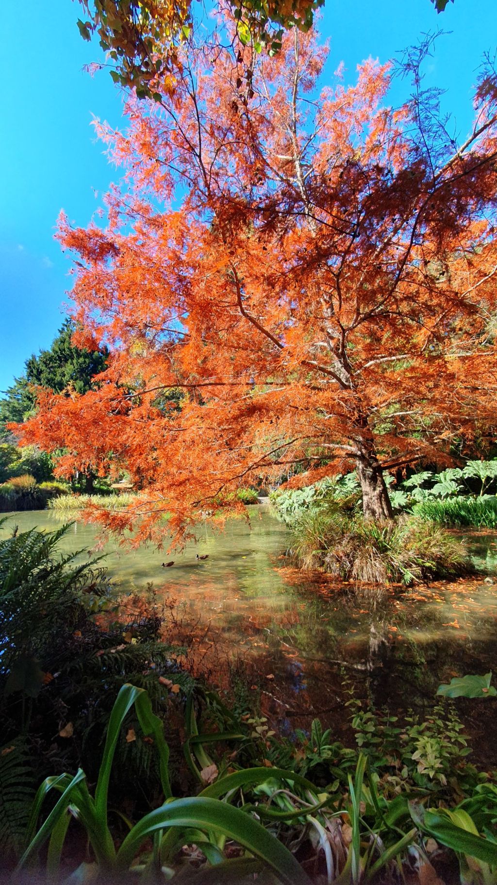 Stunning tree in the Botanic&nbsp;Gardens