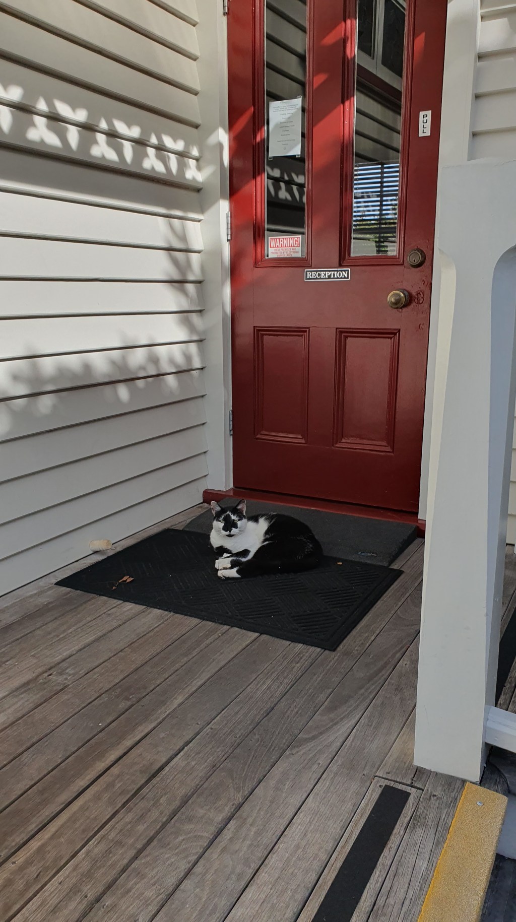 Black and White Cat on the welcome&nbsp;mat