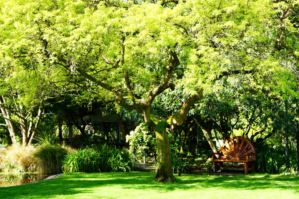 A vibrant green tree casting shade over a wooden bench in a lush garden setting.