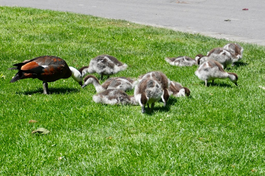 Paradise Duck and&nbsp;Ducklings