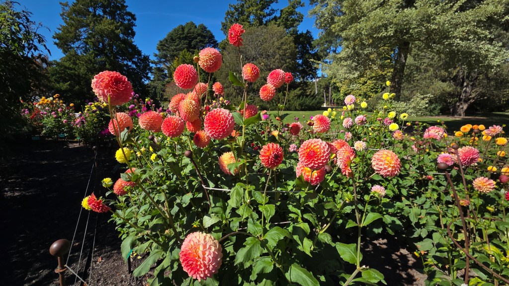 Dahlias in the Botanic&nbsp;Gardens
