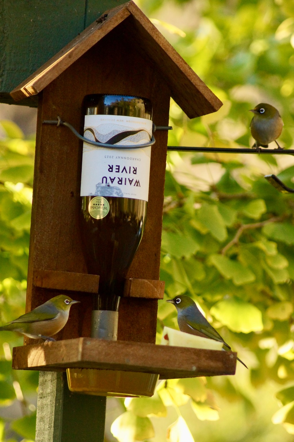 Wax-eyes on my bird&nbsp;feeder