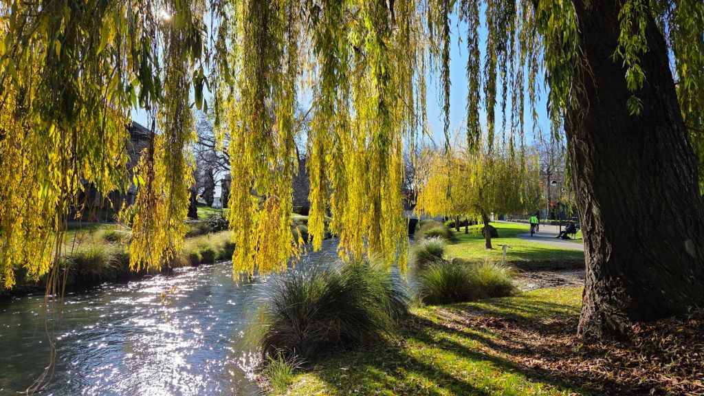 Large willow by the Avon&nbsp;River
