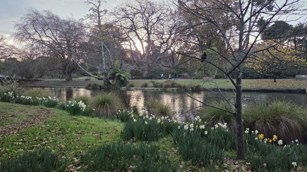 Early Daffodils in the Botanic&nbsp;Gardens
