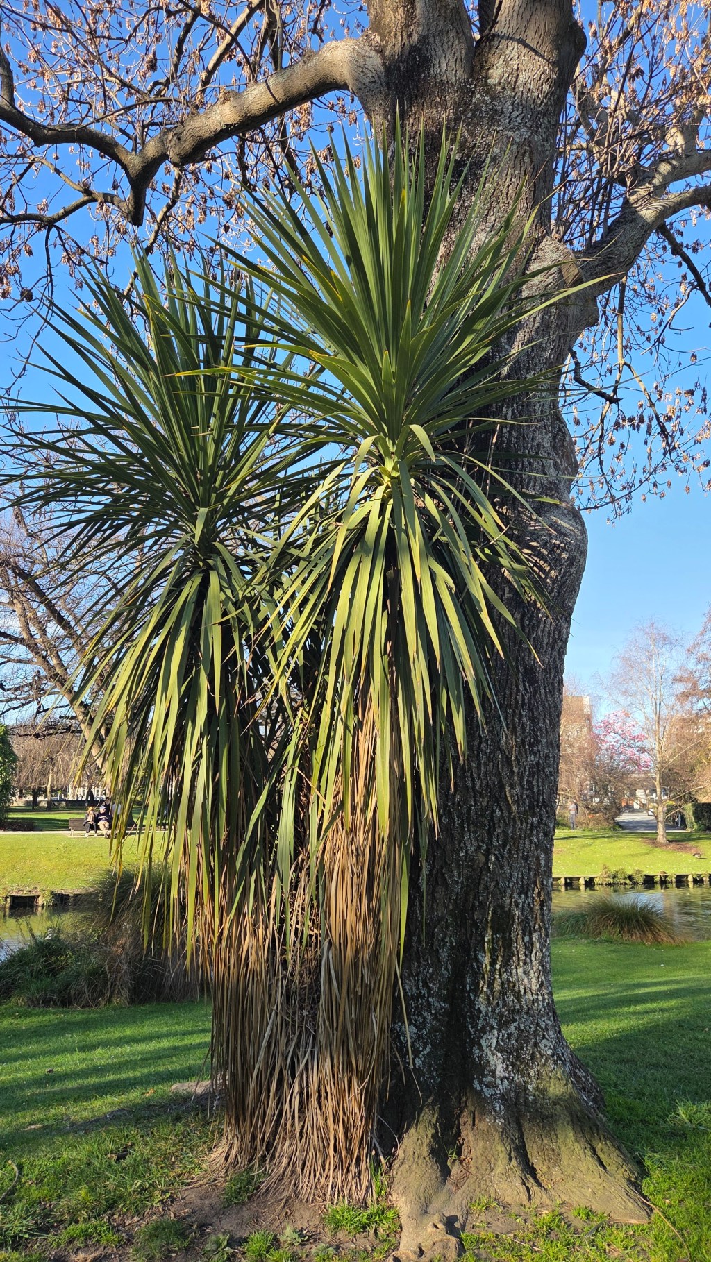 Cabbage Tree