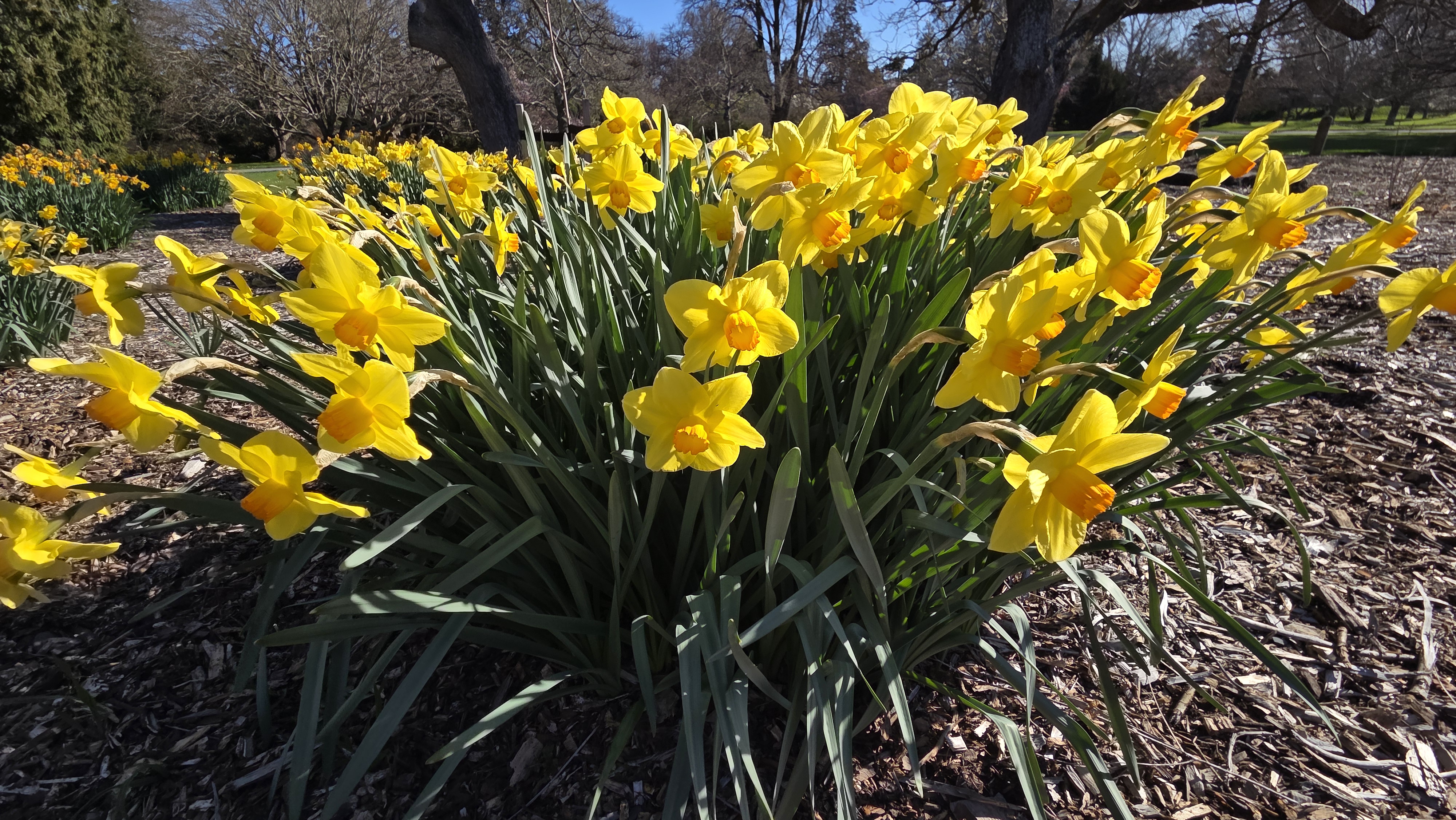 A vibrant cluster of yellow daffodils blooming in a garden setting, surrounded by green leaves and mulch.