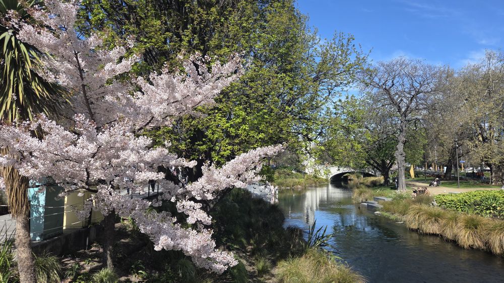 Blossom tree by the&nbsp;Avon