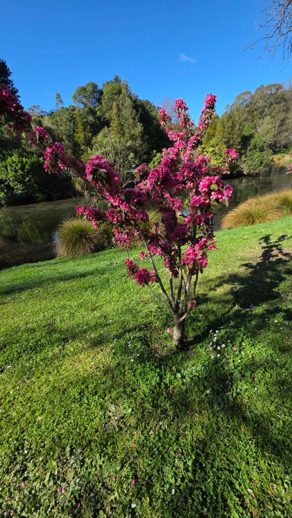 A flowering tree with vibrant pink blossoms next to a calm body of water, surrounded by greenery and blue sky.