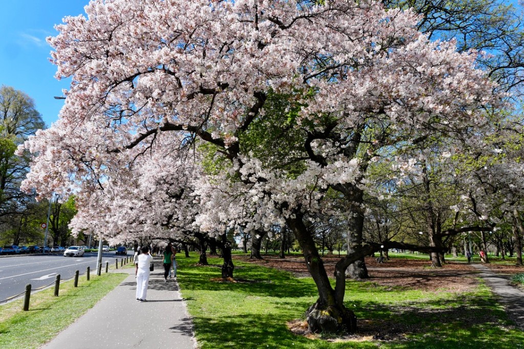 Cherry Trees in Blossom in Hagley Park by Harper&nbsp;Avenue
