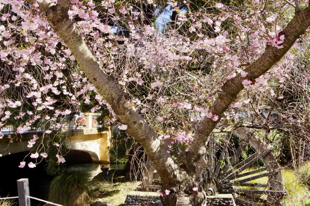 A cherry blossom tree with pink flowers in full bloom, situated near a stone wall and a water wheel, with a bridge in the background.