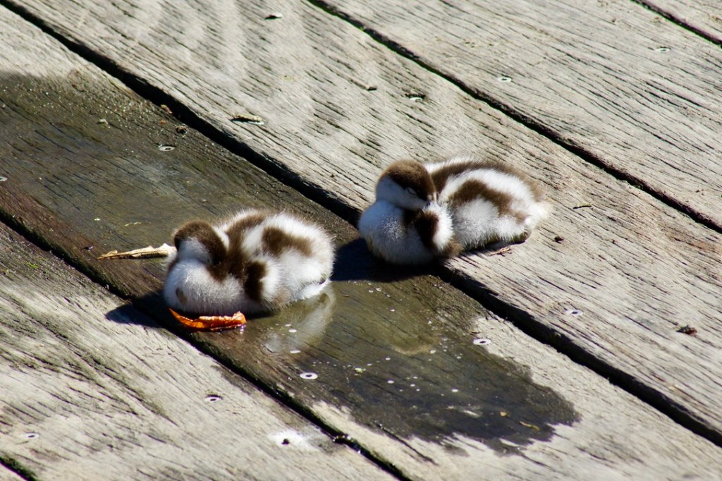 Two cute ducklings resting on wooden boards by the Avon river.