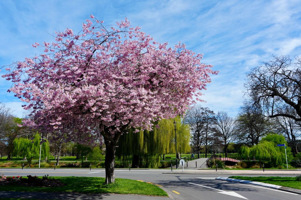 A vibrant cherry blossom tree with pink flowers in a park setting, near a road intersection. Willow trees and a pedestrian bridge can be seen in the background, under a blue sky.