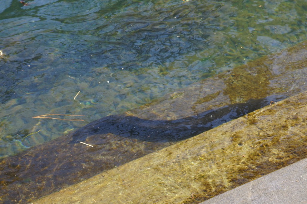 Trout and Eels in the Avon&nbsp;River