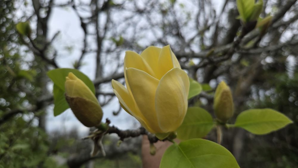 Close-up of a yellow magnolia flower with green leaves and buds against a blurred background of branches.