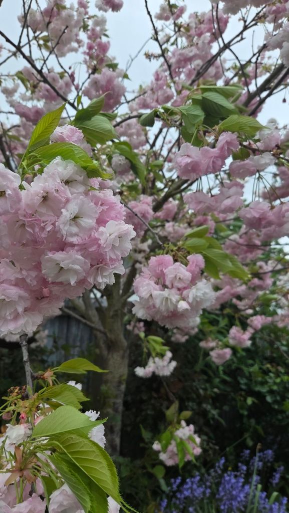 A close-up view of pink cherry blossom flowers blooming on a tree, with green leaves and a blurred background of other plants.