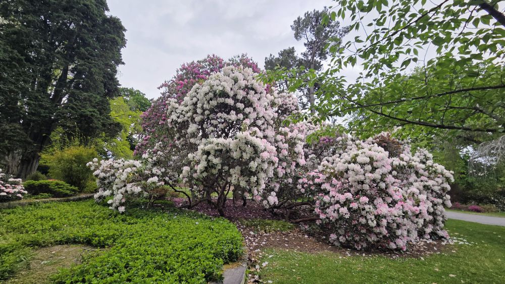 Rhododendrons in the Botanic&nbsp;Gardens