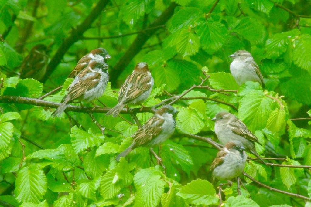 A group of sparrows perched on a branch among lush green leaves, surrounded by rain droplets.