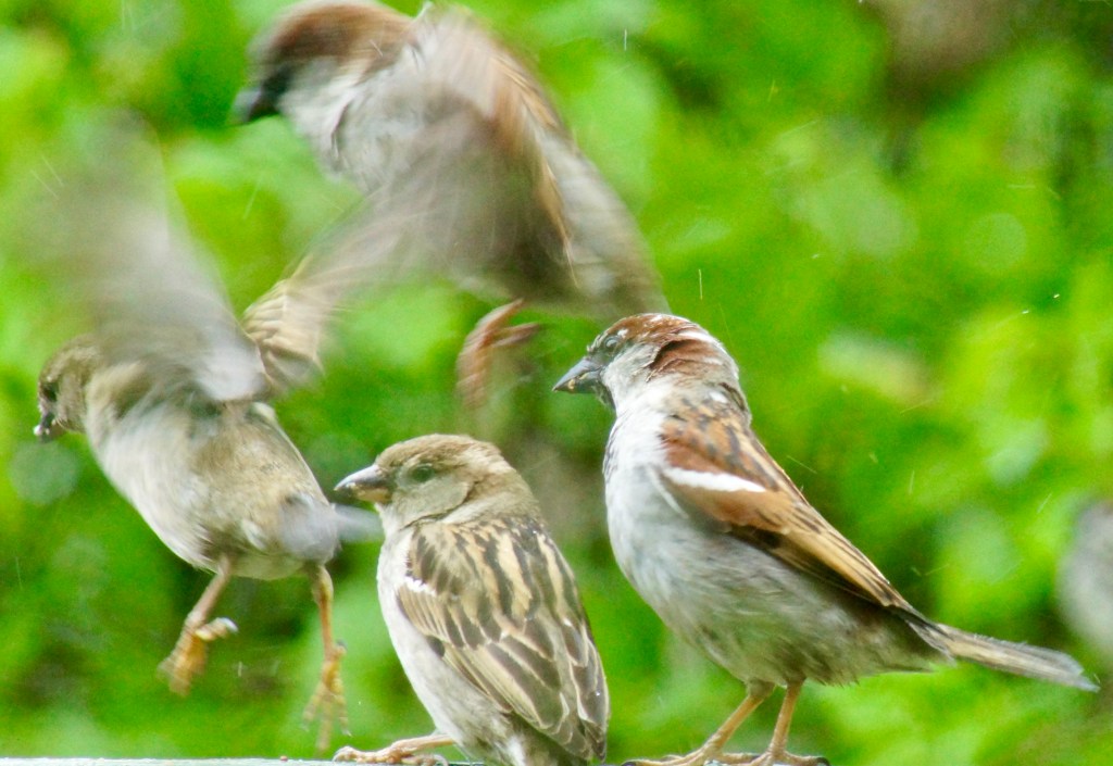 A group of sparrows perched on a branch, with one bird in motion amid a blurred background of greenery.