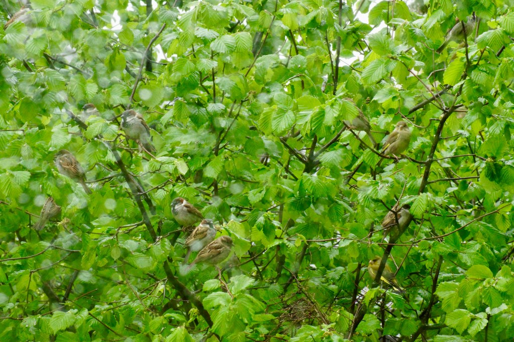 A group of sparrows perched among lush green leaves in a tree during a rainy day.