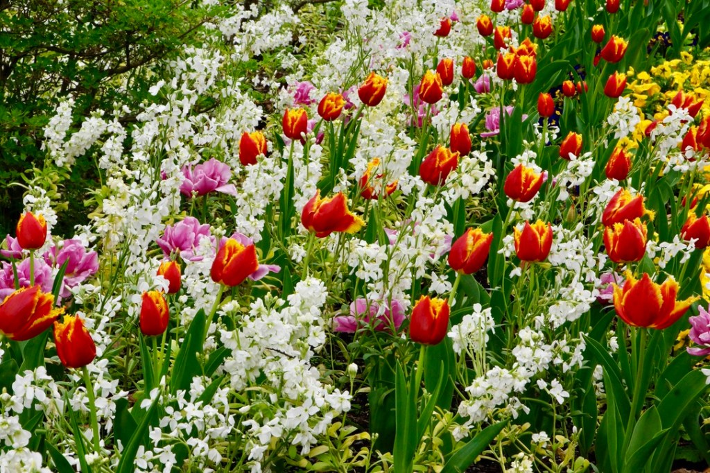 Tulips at Mona&nbsp;Vale