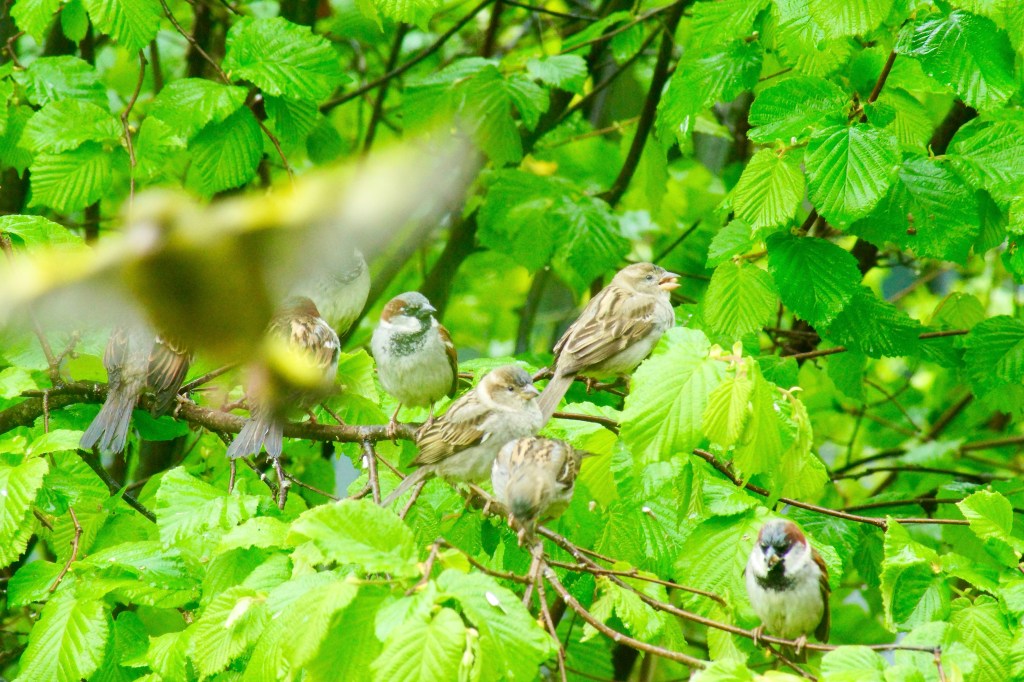 A group of sparrows perched on a branch among lush green leaves, with one bird in motion slightly blurred in the foreground.