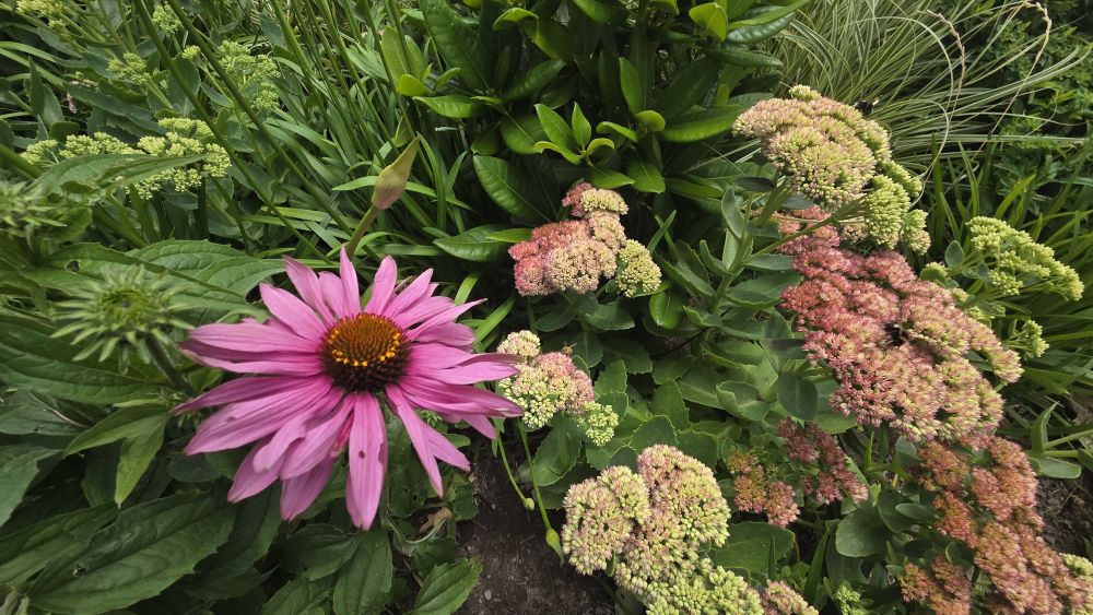 Plantings by The&nbsp;Terrace