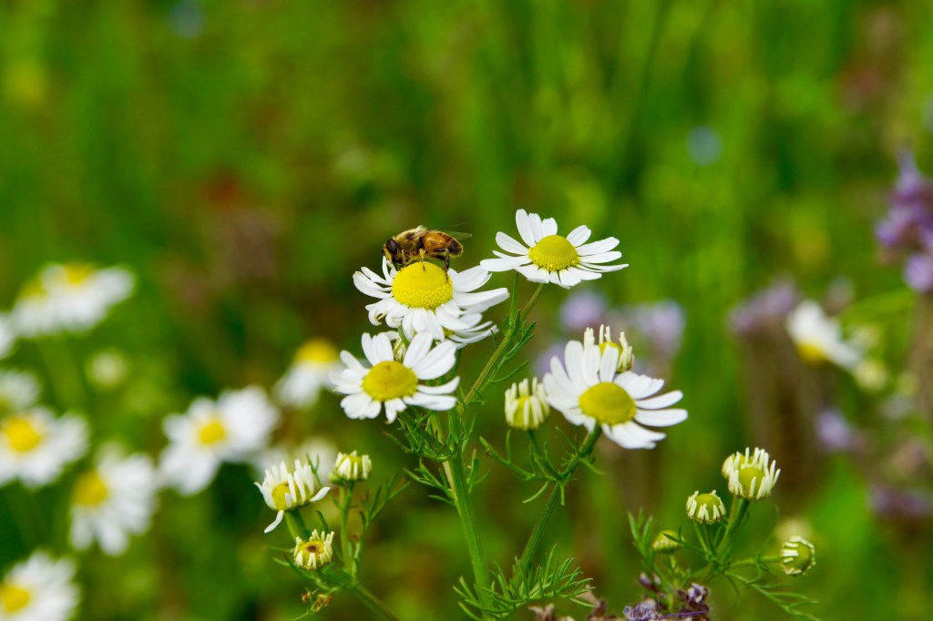 Wildflower Trial Progress, Bridle Path&nbsp;Road