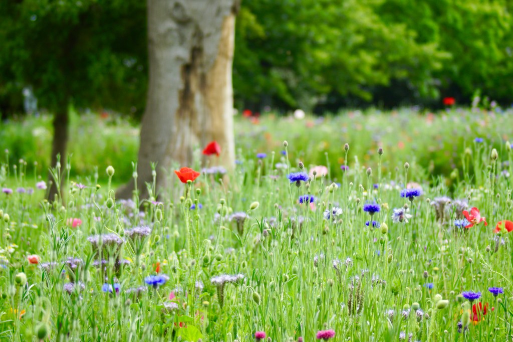 A vibrant field of wildflowers in Linwood Park, featuring a mix of colorful blooms among green grass with a tree in the background.